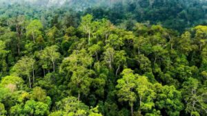 Indonesia – Norwegia Perkuat Kerja Sama Pendanaan Iklim