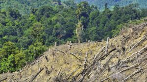 DPR Bahas Revisi UU Kehutanan, Izin Pembukaan Hutan Akan Dievaluasi