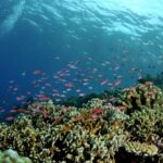 Pemanasan Laut Mengancam Ekosistem Perairan
