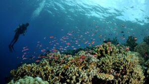 Pemanasan Laut Mengancam Ekosistem Perairan