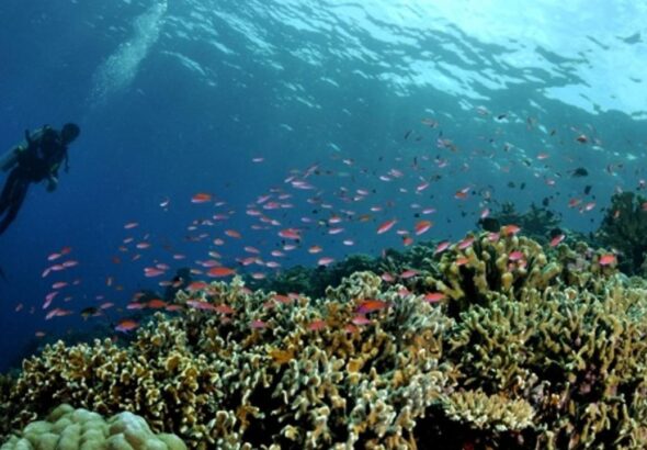 Pemanasan Laut Mengancam Ekosistem Perairan