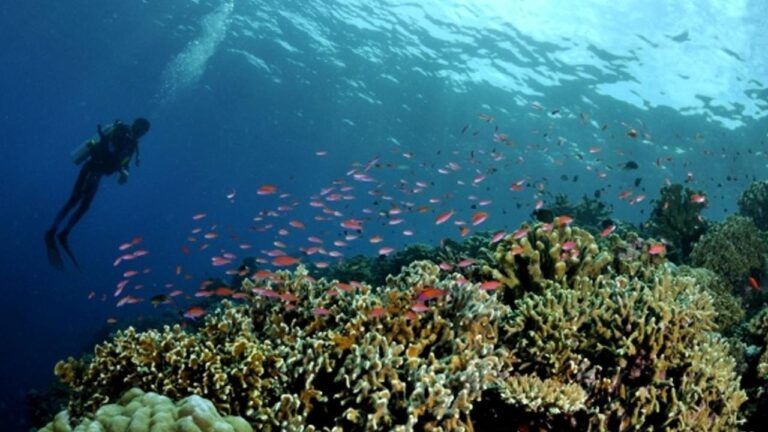 Pemanasan Laut Mengancam Ekosistem Perairan