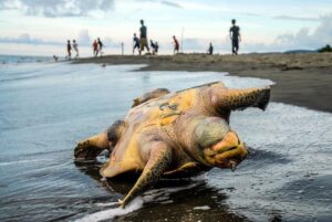 Pemanasan Laut Mengancam Ekosistem Perairan